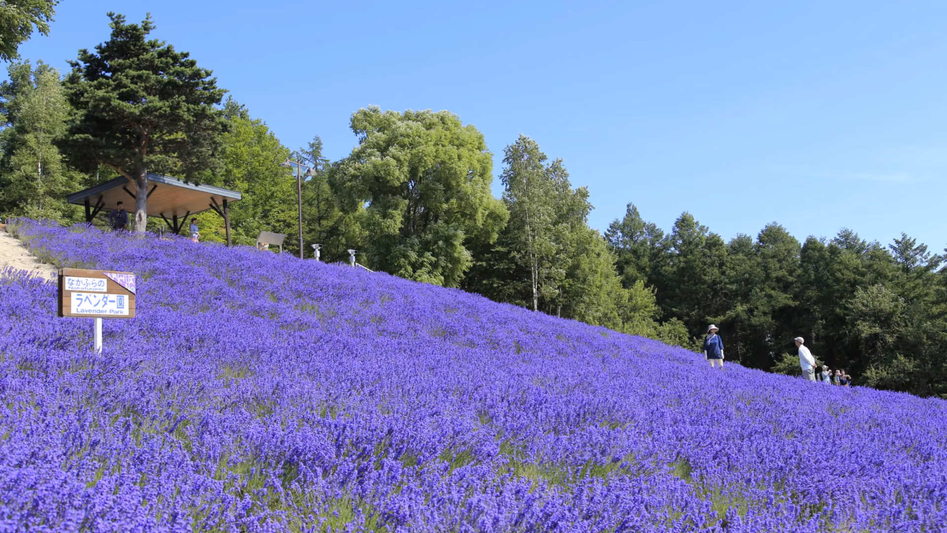 Lavender Fields