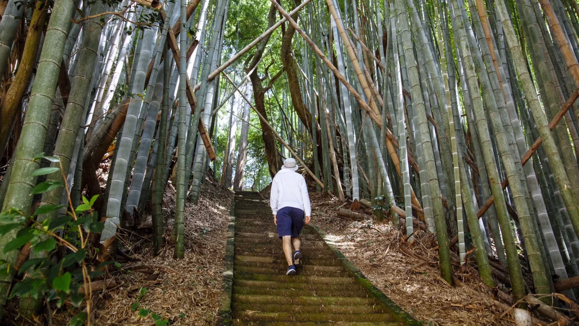 Tenjin no Mori - Bamboo Grove Path, Sosa