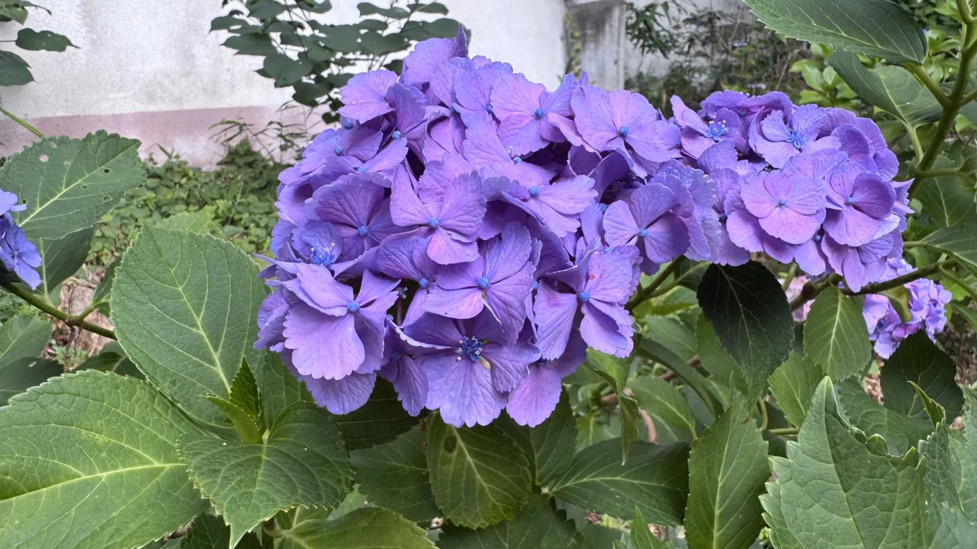 Hydrangea