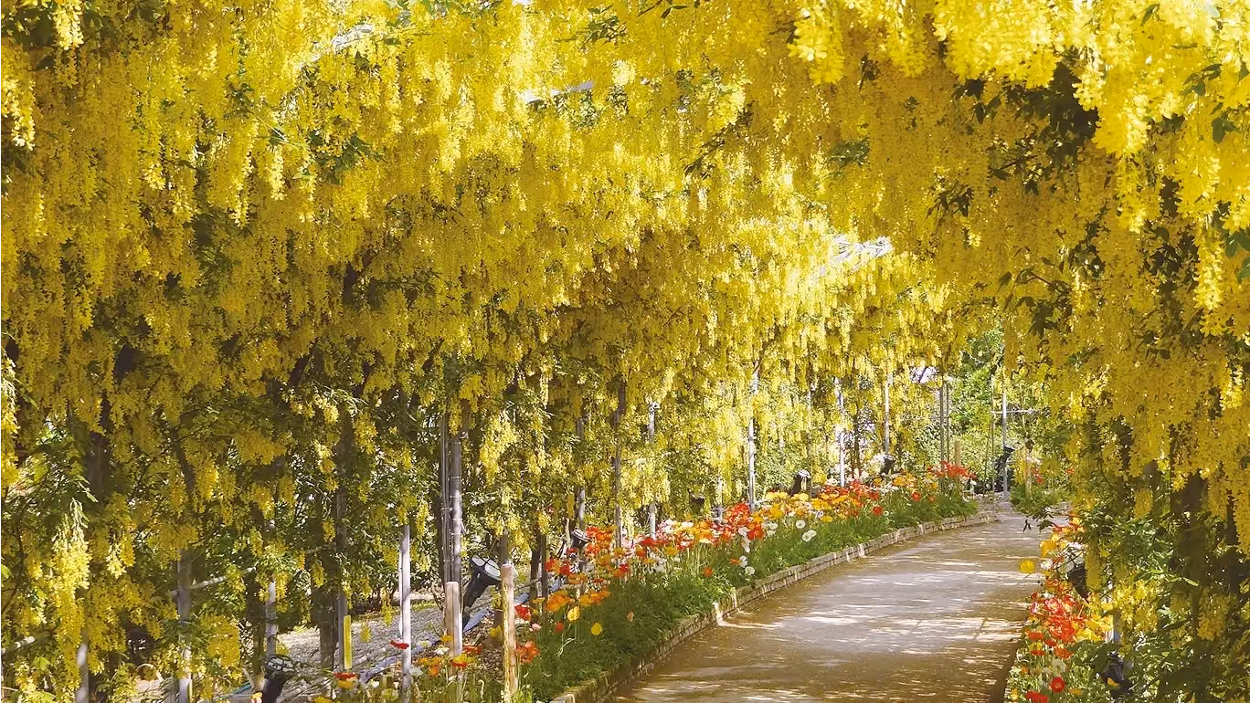 Yellow Wisteria at Ashikaga Flower Park
