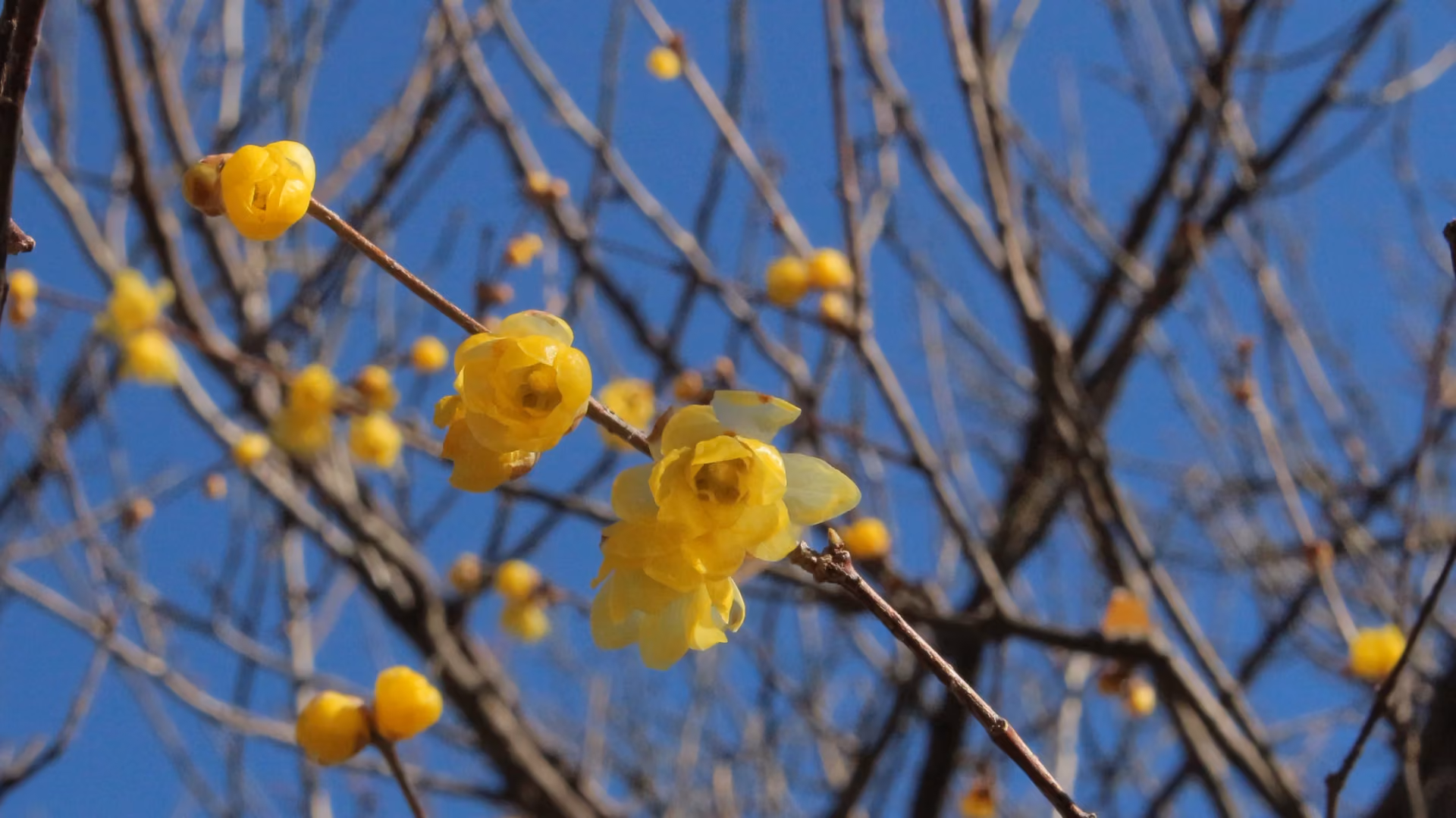 Wintersweet