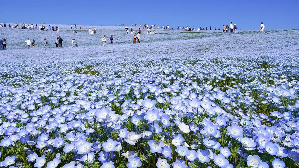 Nemophila