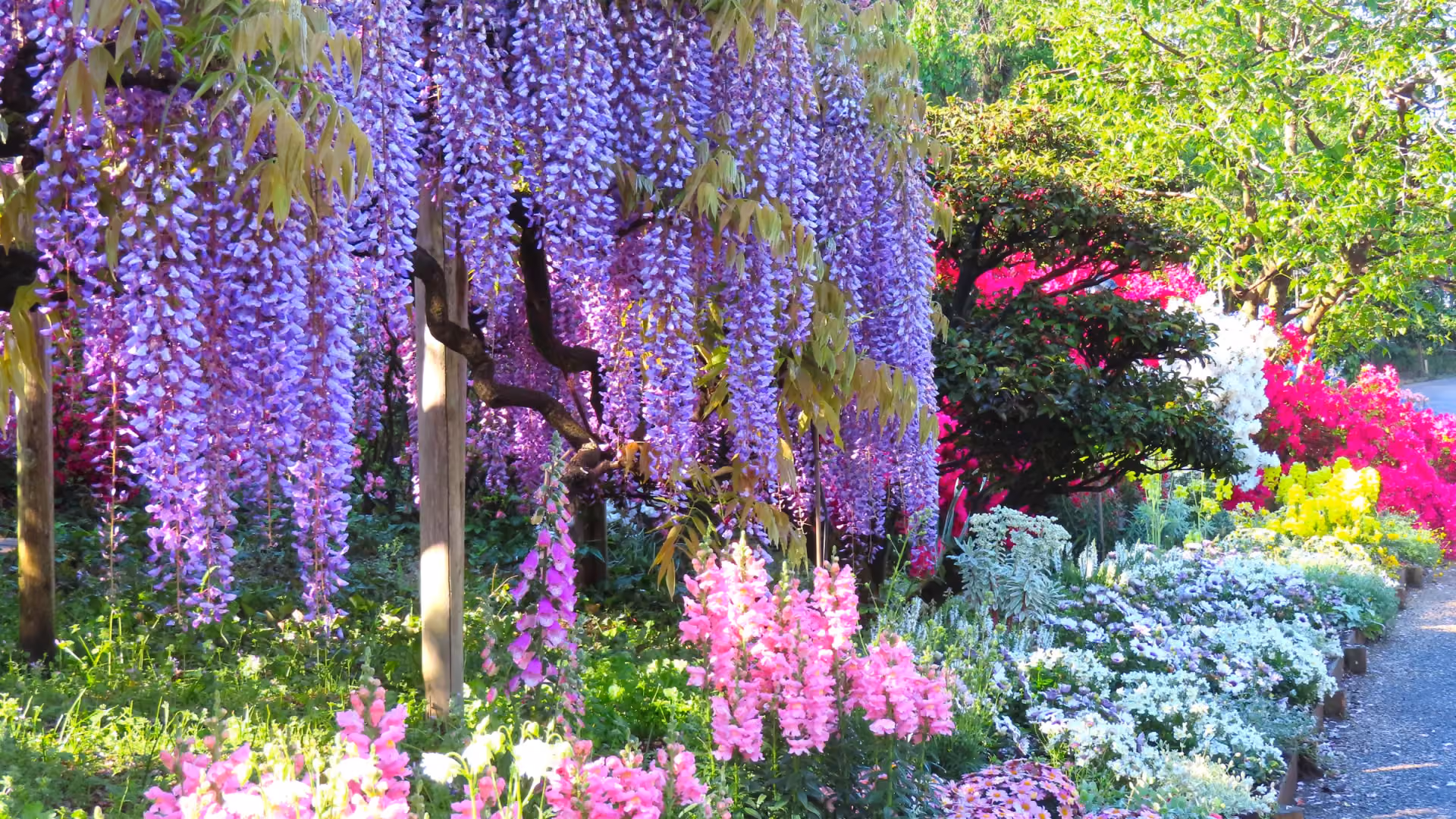 Wisteria