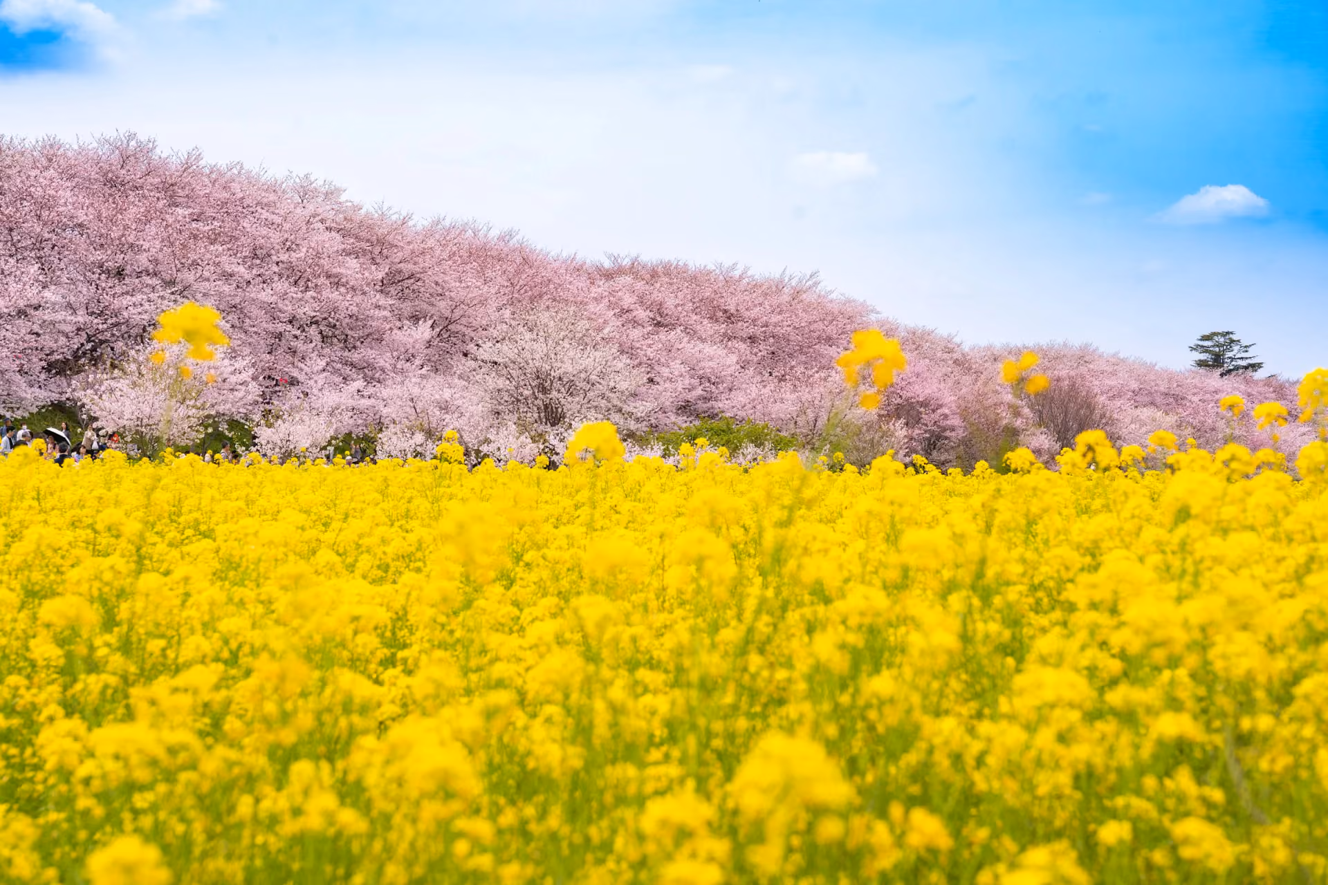 Rapeseed Blossoms