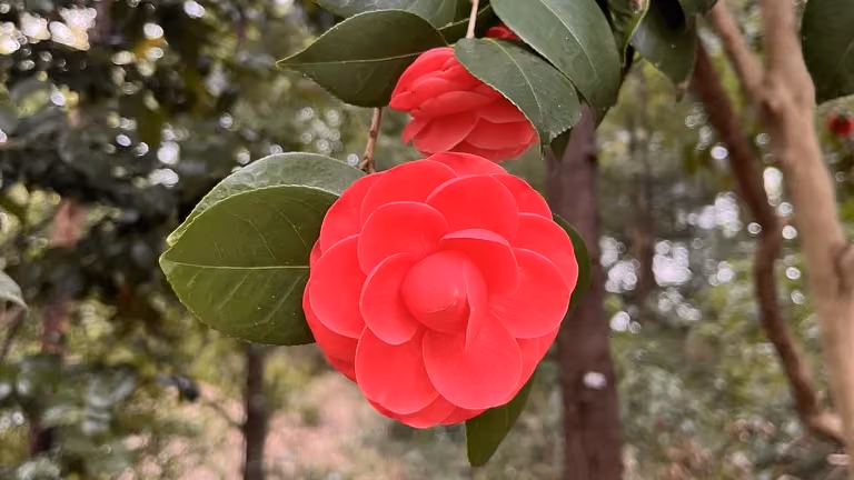 Camellia