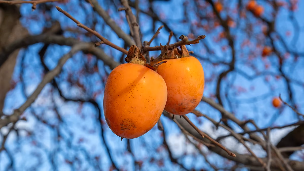 Persimmons