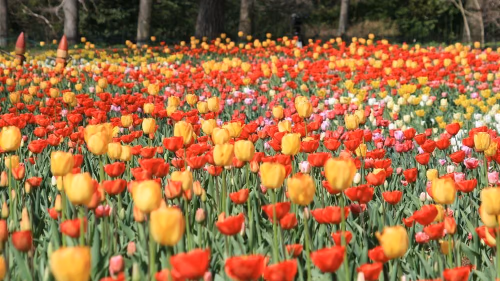 Tulips