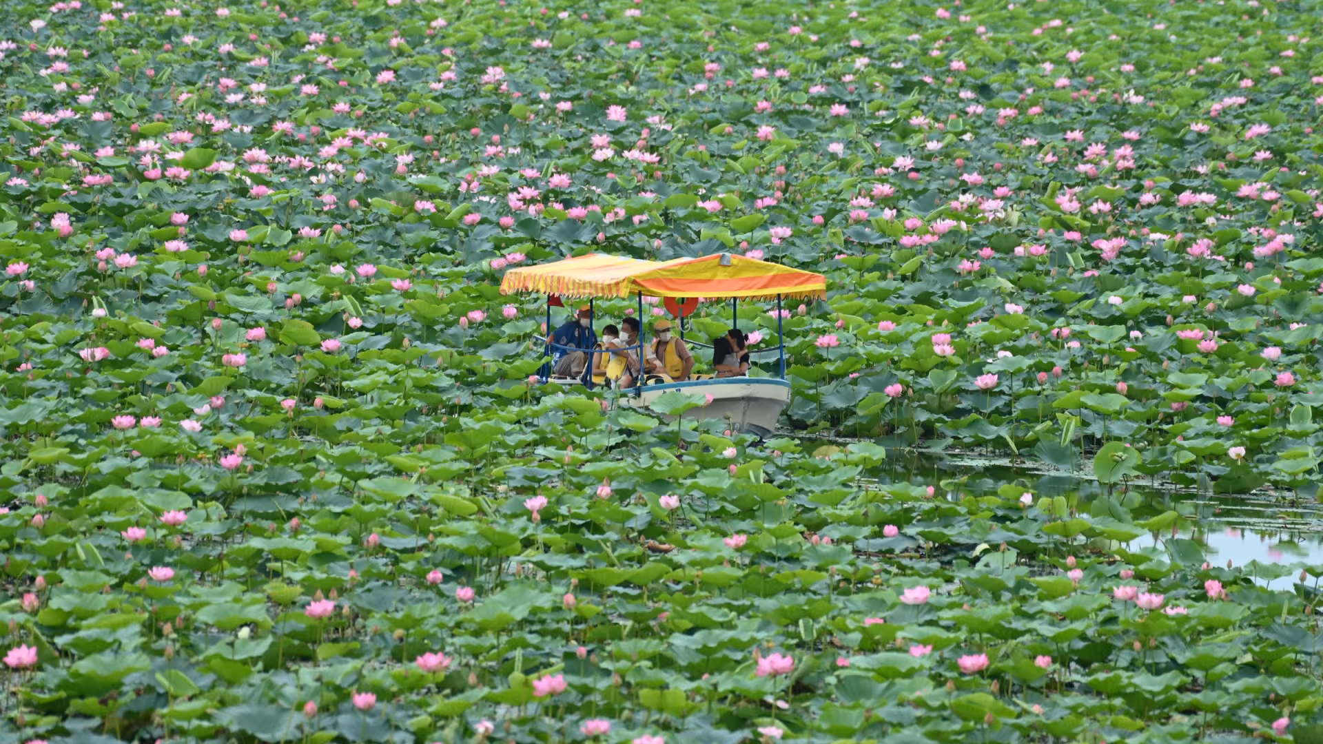 Izunuma-Uchinuma Lotus Festival, Tome City, Miyagi