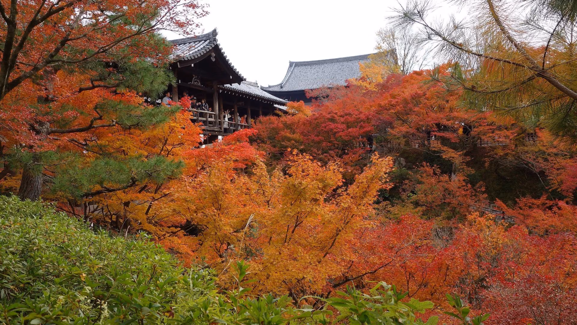 Maple trees in autumn foliage around Tsuten-kyo