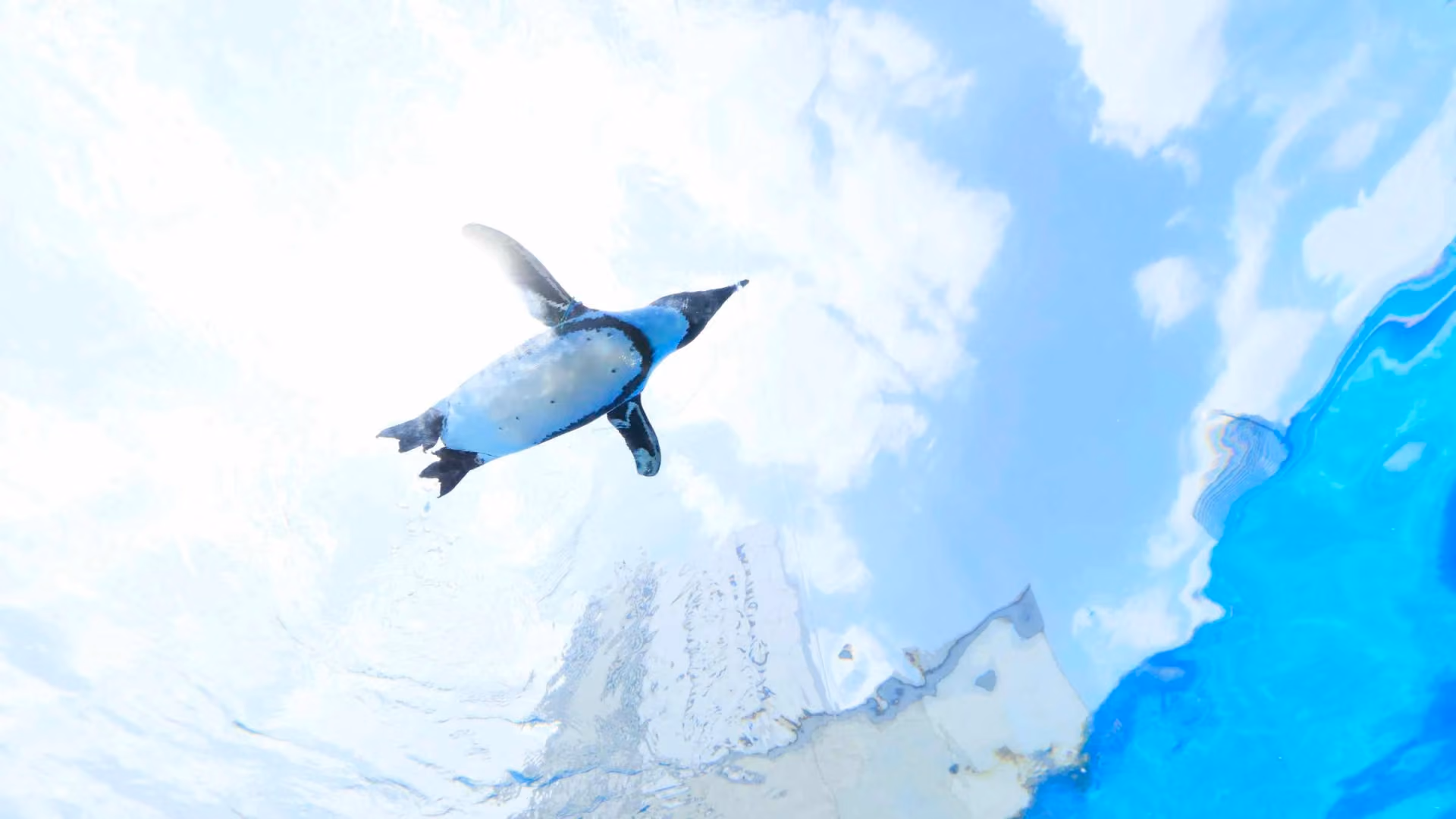 Penguins in the Sky in Sunshine Aquarium