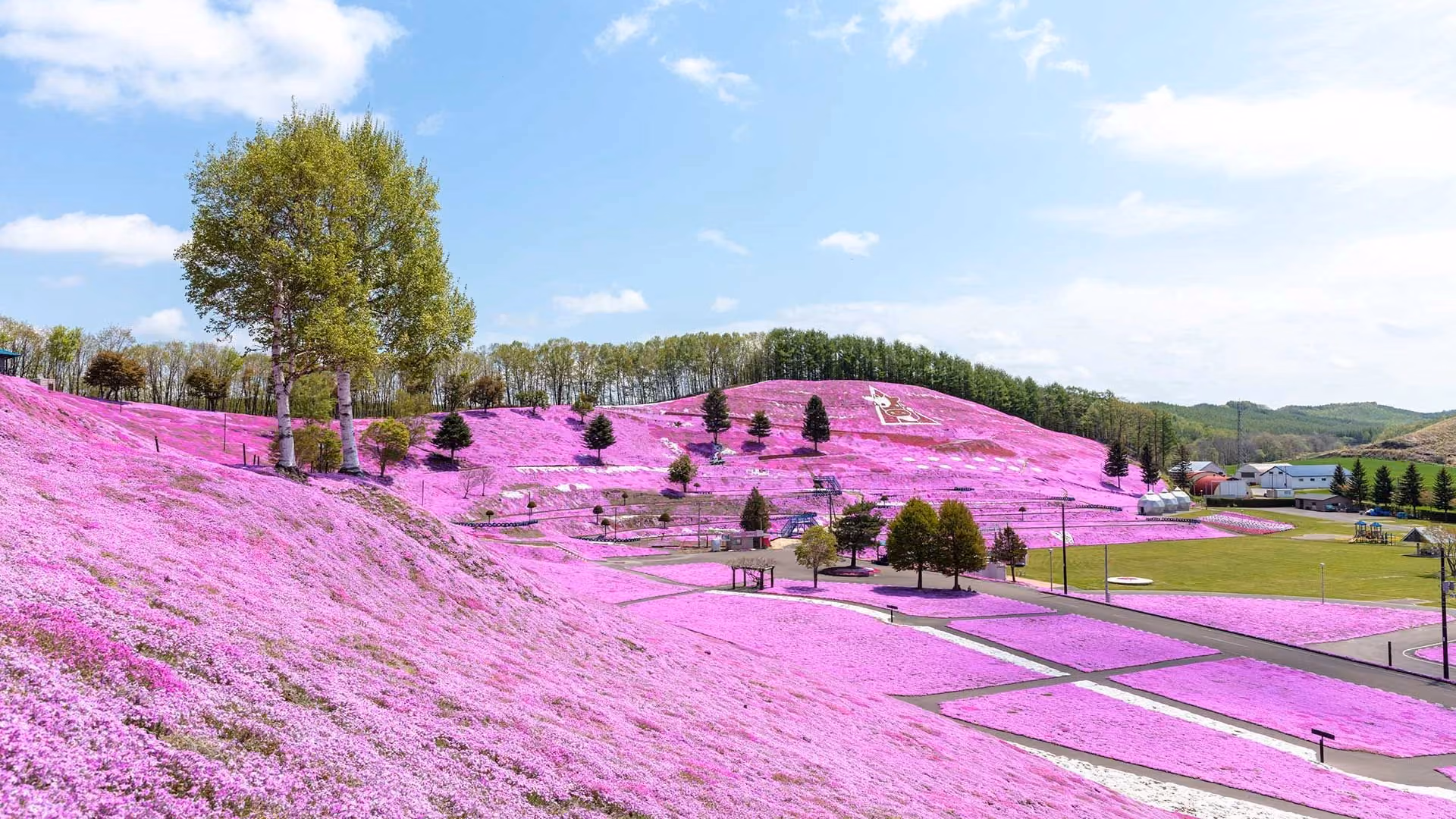 Moss Phlox