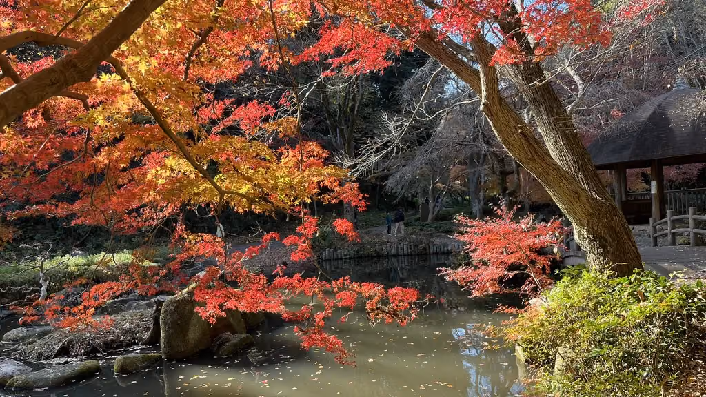 Koyo: Autumn Leaves