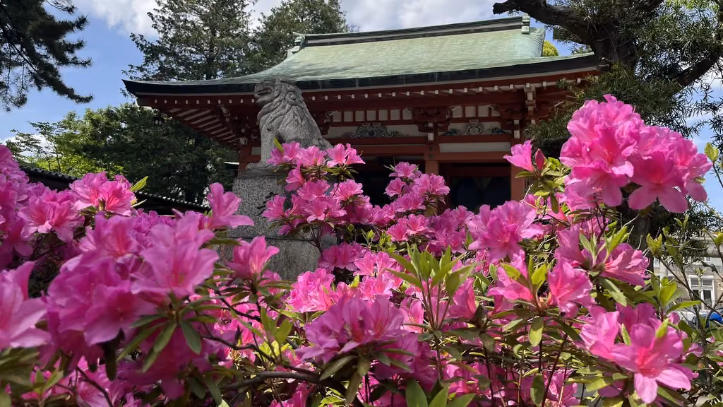 Azaleas