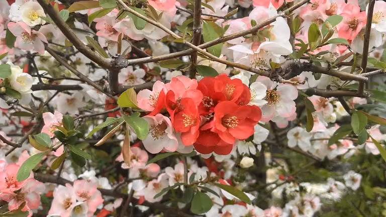 Plum Blossoms