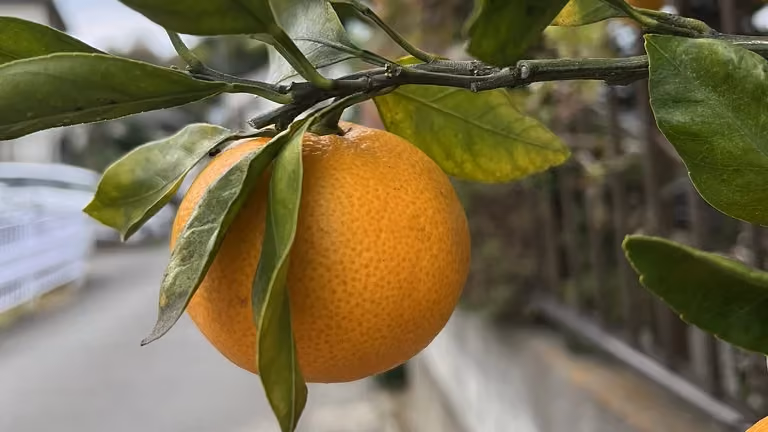 Mikan