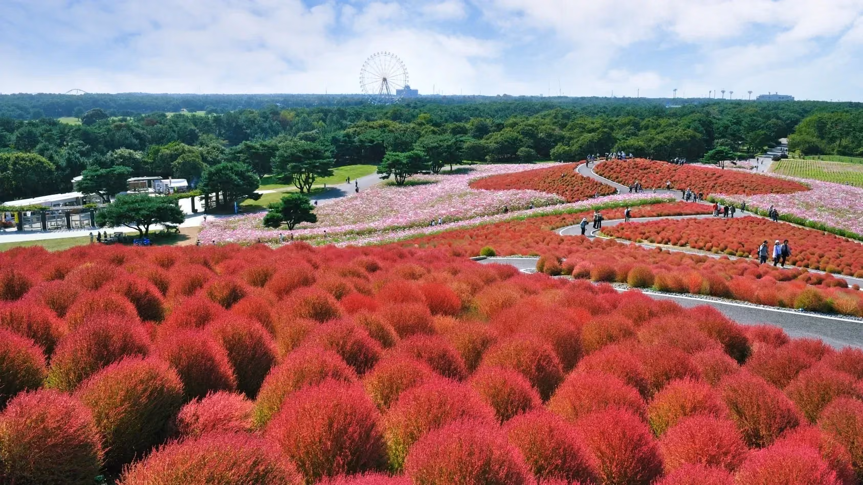 Kochia: Burning Bush
