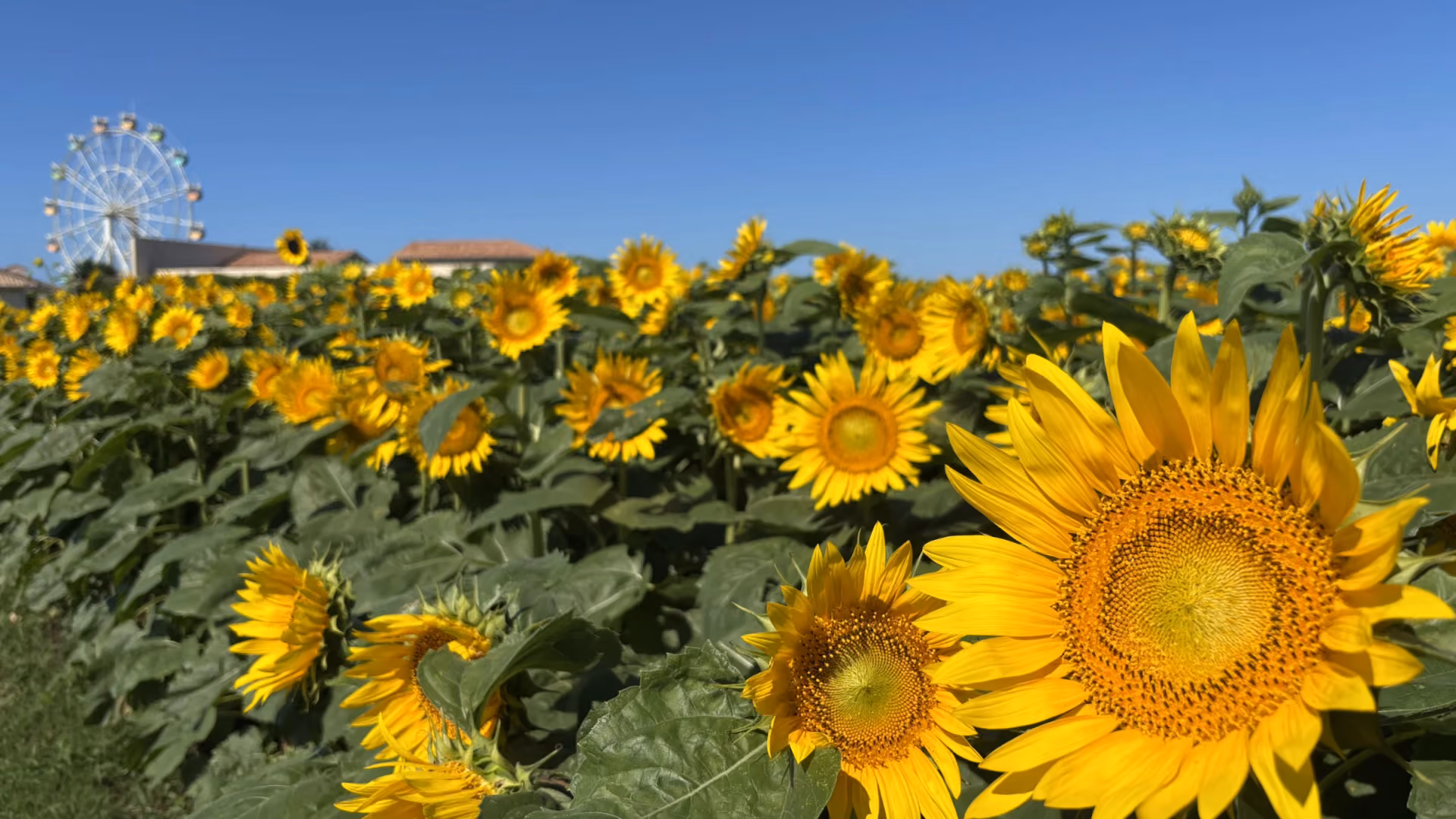 Sunflowers