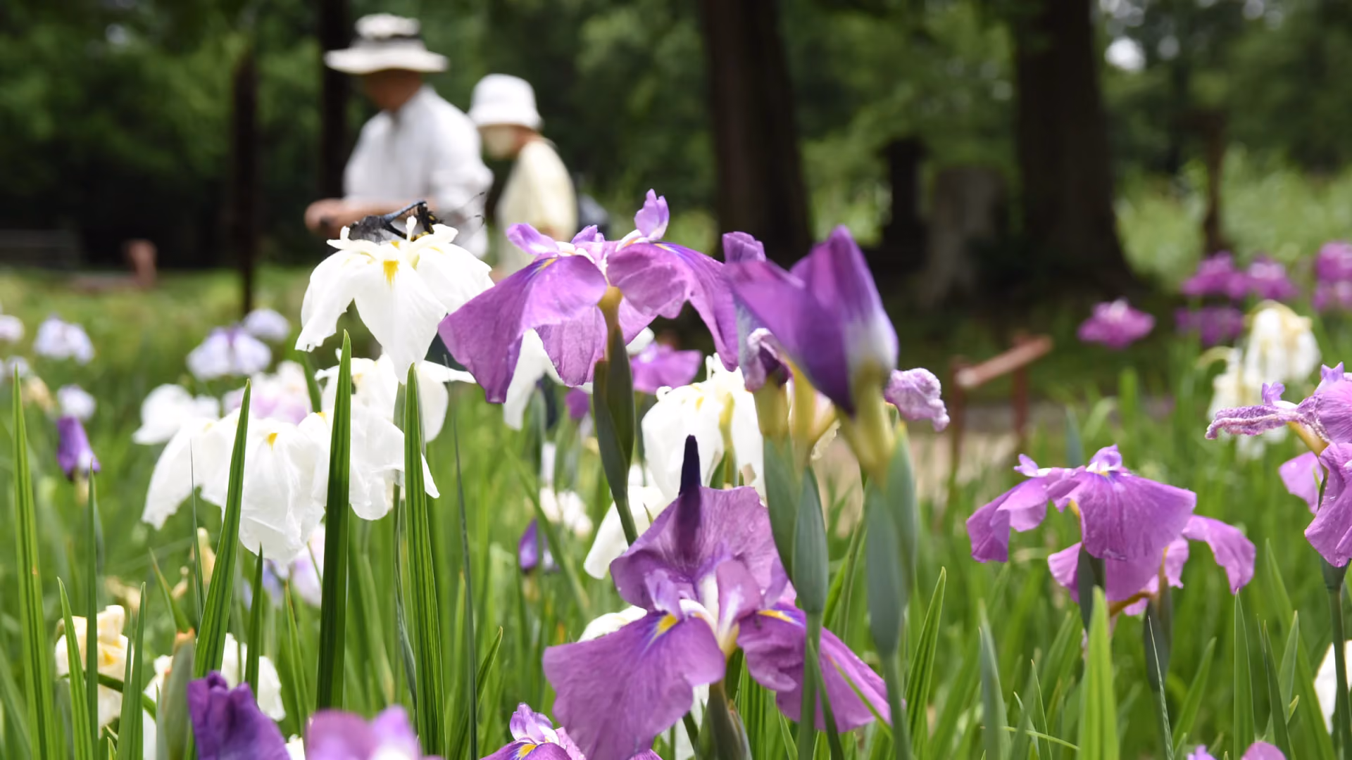 Japanese Iris