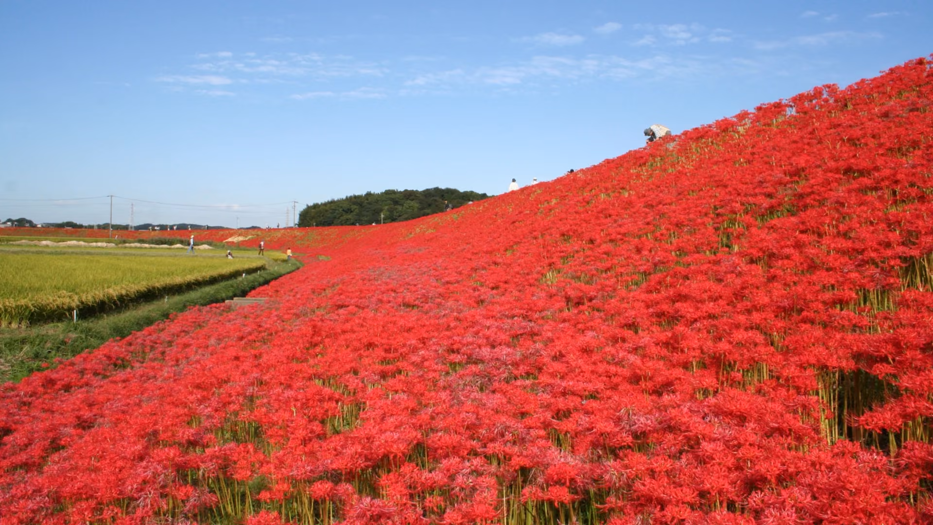 Red Spider Lilies