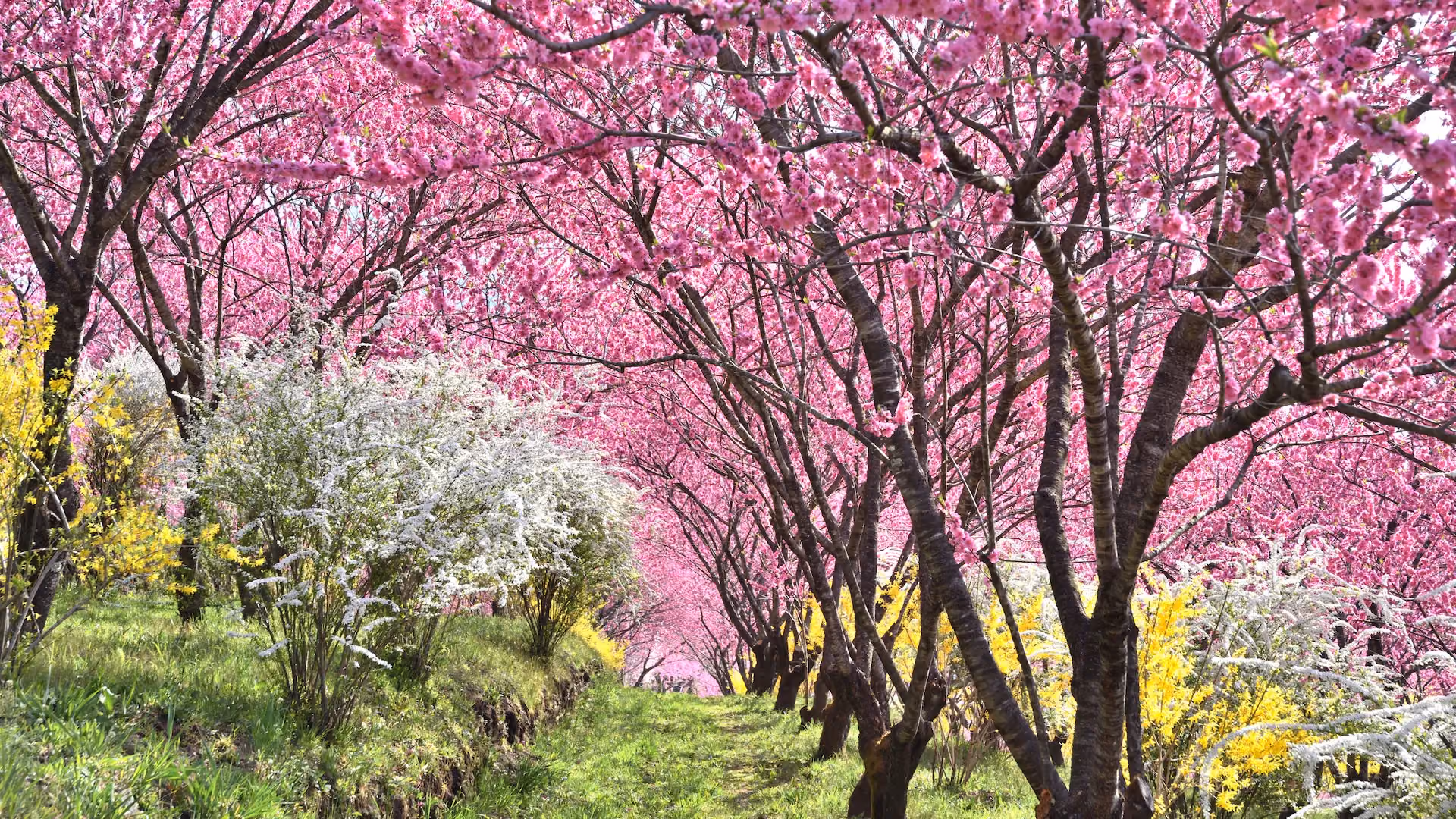 Peach Blossoms