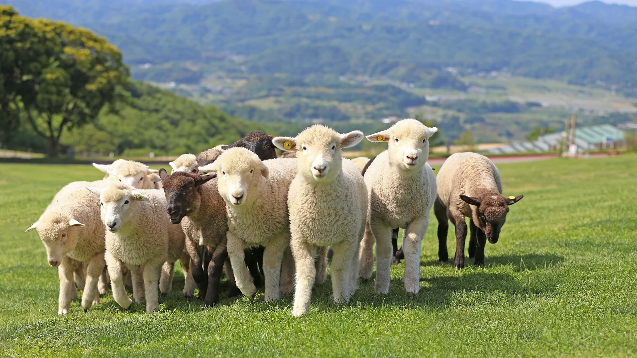 Sheep at Mother Farm
