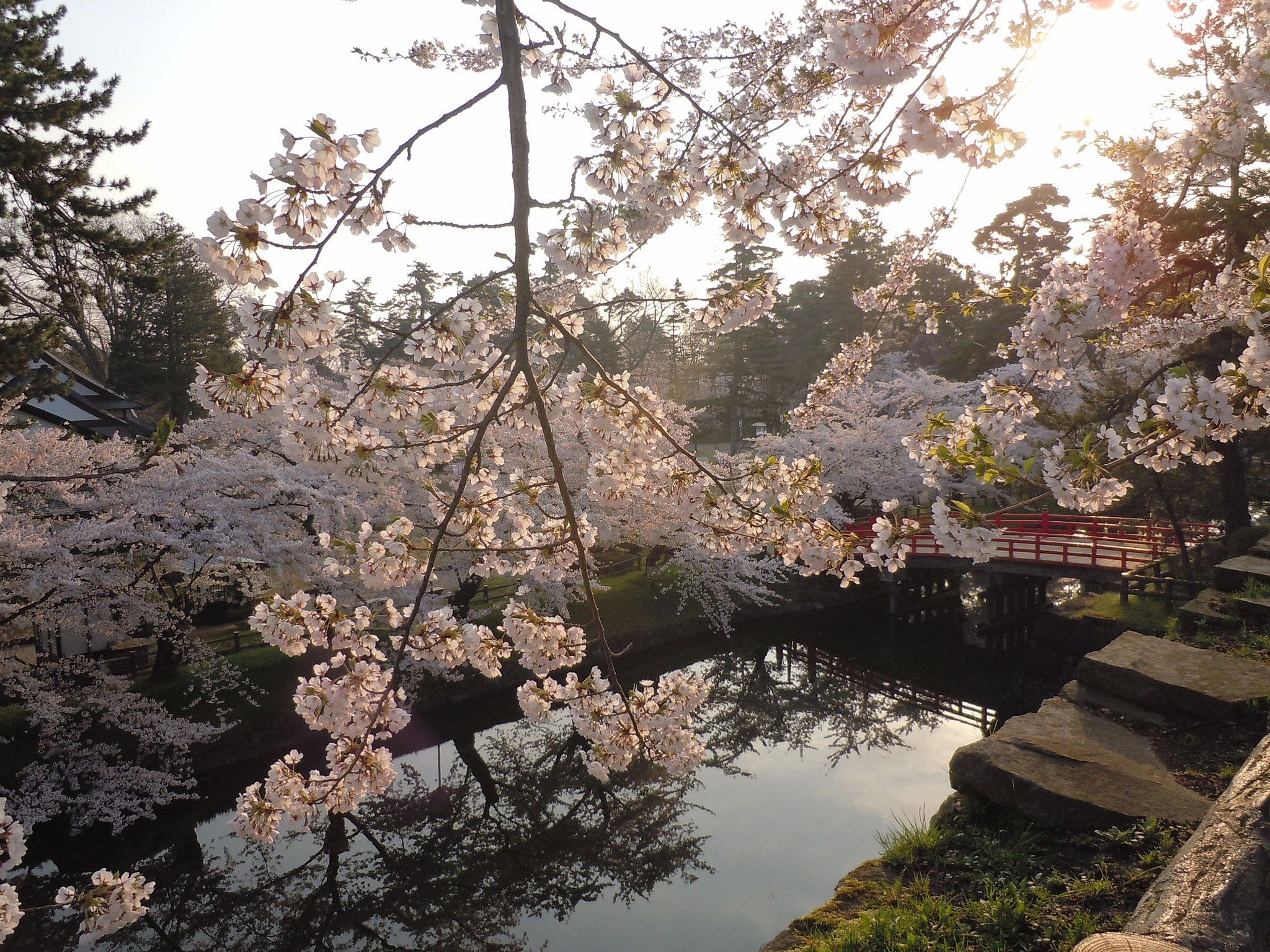 Hirosaki Park during Cherry Blossom Season
