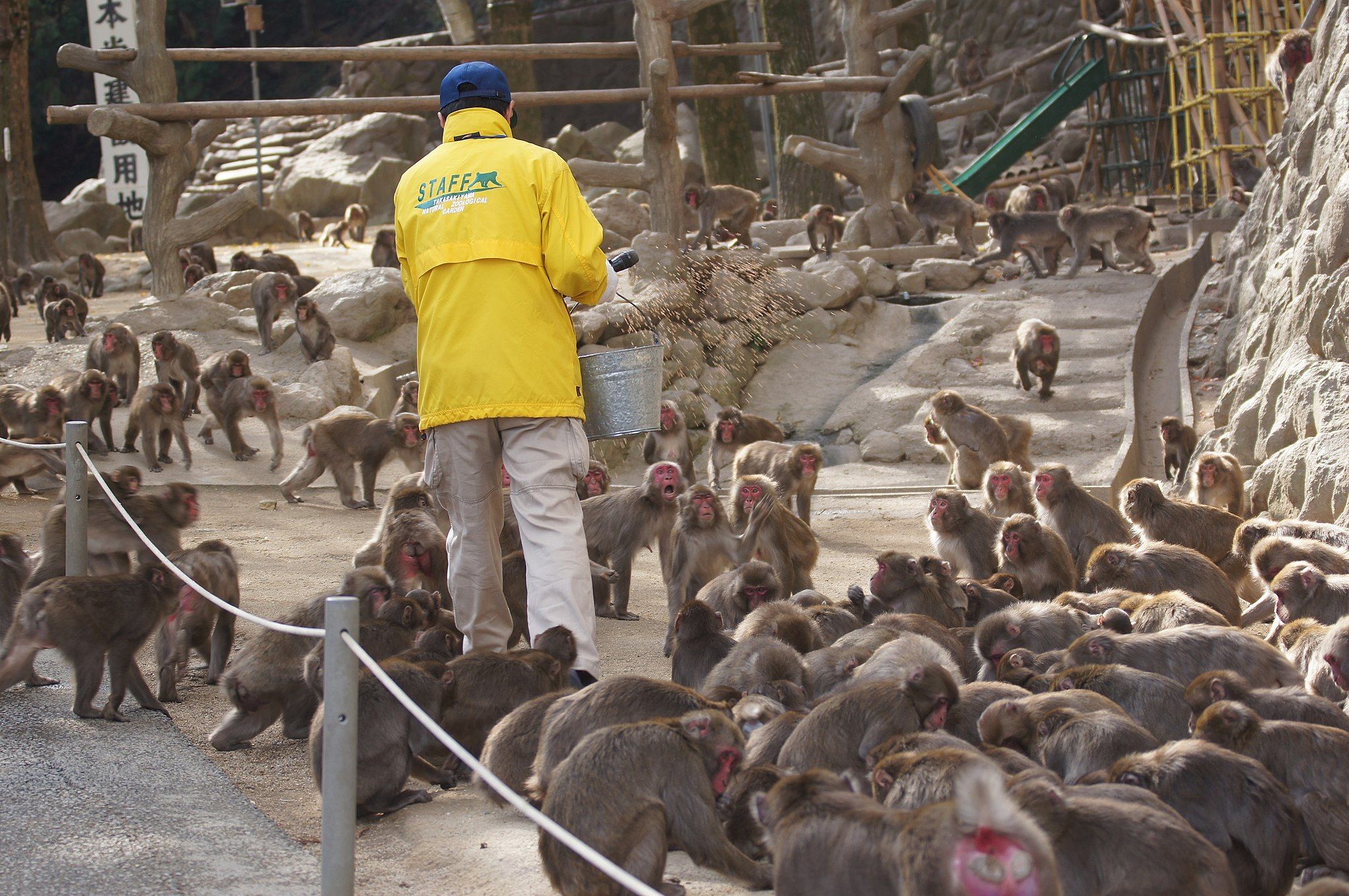 Feeding the monkeys at Takasakiyama Natural Zoological Garden