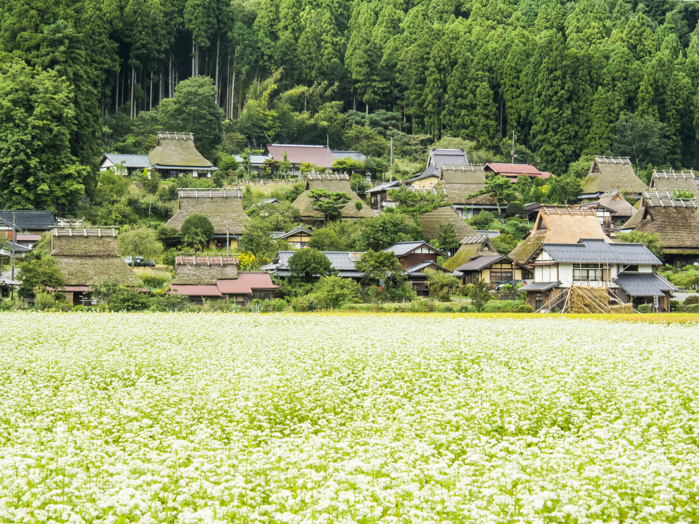 Soba Field in Kayabuki no Sato
