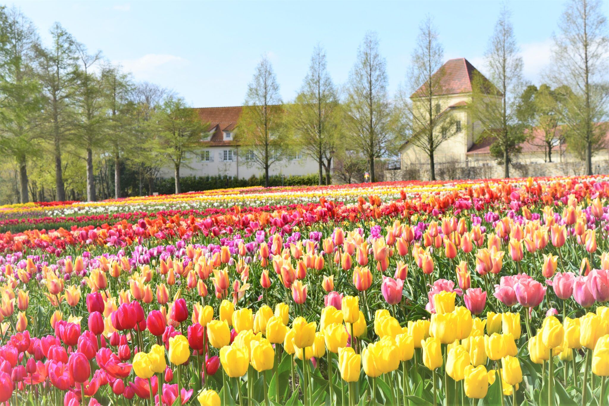 Flower Filed in Blume no Oka