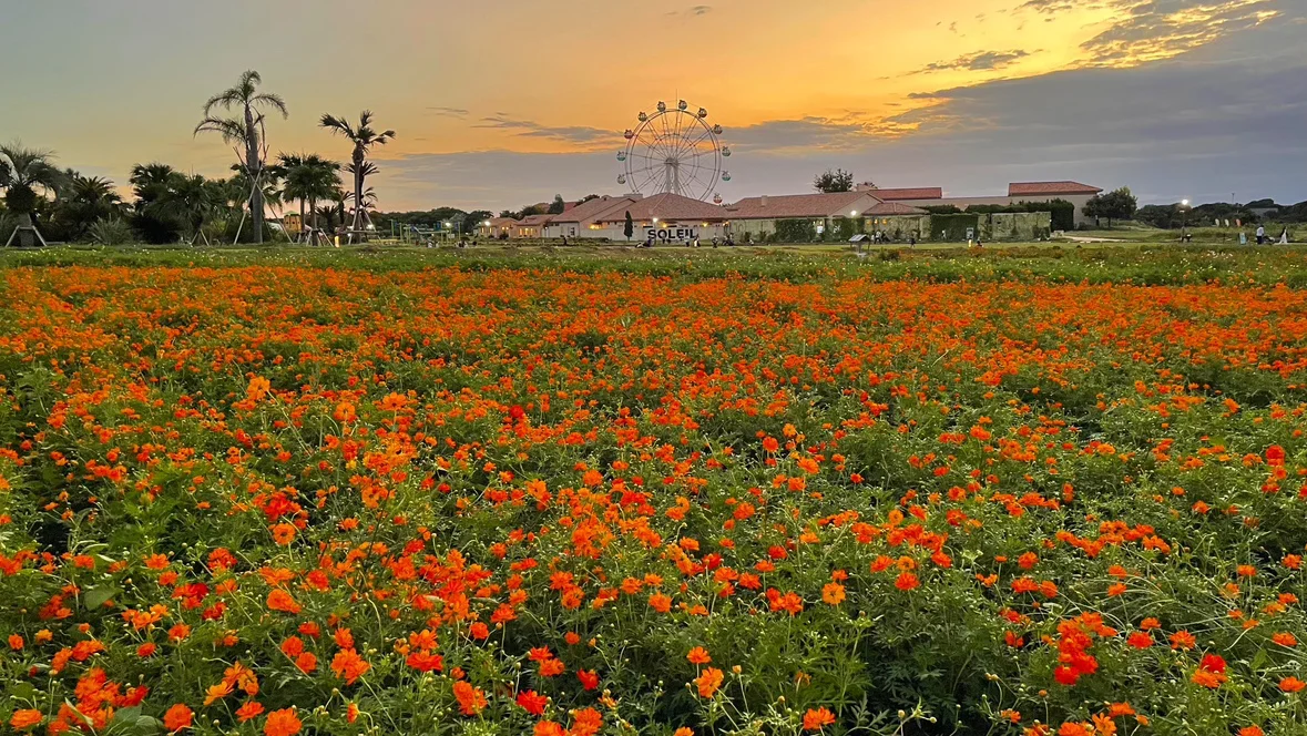 Yellow cosmos in bloom at Nagai Umi-no-Te Park, Soleil Hill