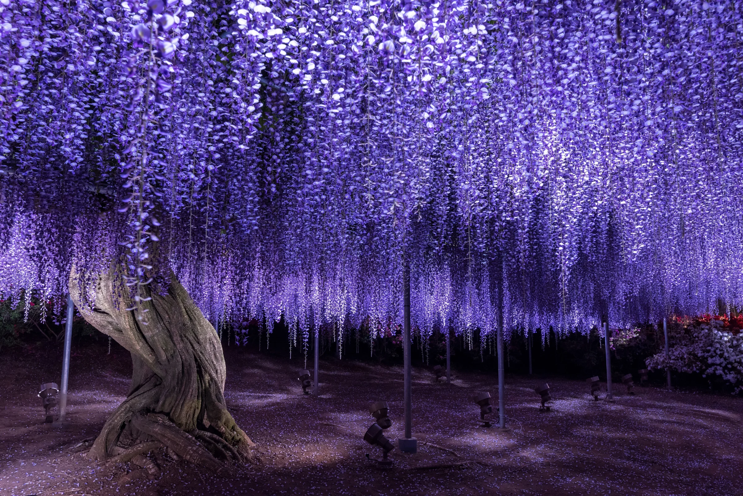Illuminated Wisteria at Ashikaga Flower Park